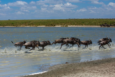 The great migration in east africa