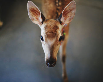 Close-up portrait of deer