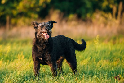 Black dog sticking out tongue while standing on grassy field