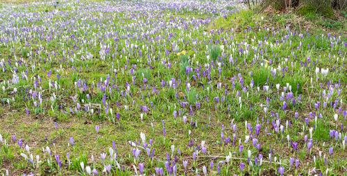 Purple flowering plants on field