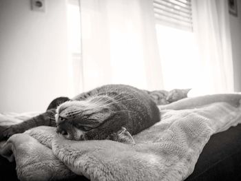 Close-up of cat sleeping on bed at home