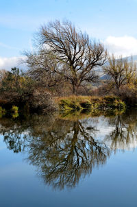 Reflection of tree in lake against sky