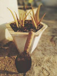 High angle view of potted plant on table