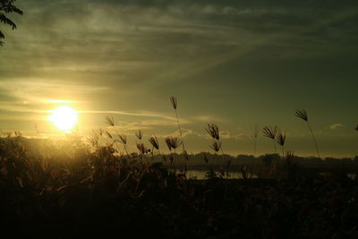 Scenic view of field against sky during sunset