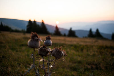 Close-up of flowering plants on land against sky during sunset