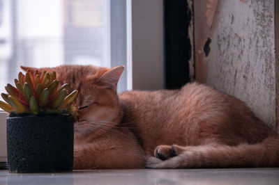 Close-up of a cat sleeping