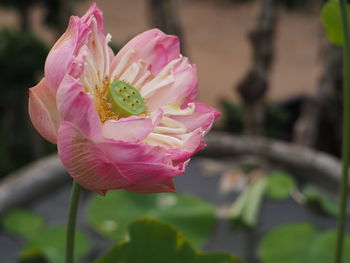 Close-up of pink lotus water lily