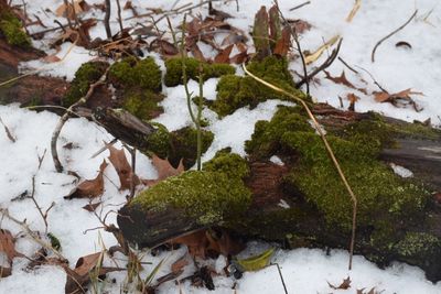 High angle view of tree during winter