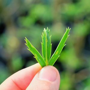 Close-up of hand holding plant