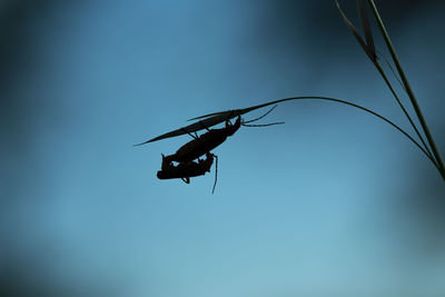 Low angle view of insect flying against blue sky