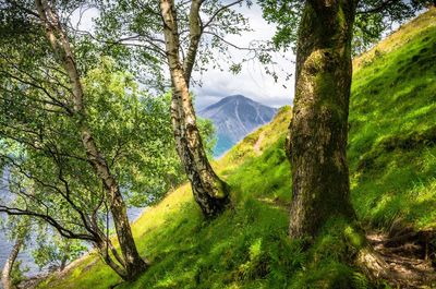 Scenic view of tree mountains against sky