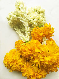 Close-up of yellow flowers on white background