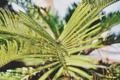 Close-up of insect on plant