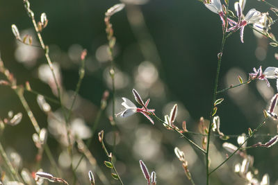 Close-up of flowering plants