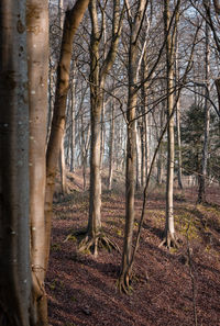 Bare trees in forest