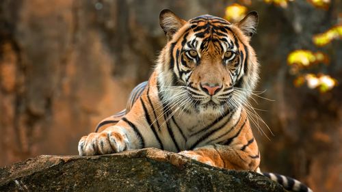 Close-up portrait of a cat in zoo