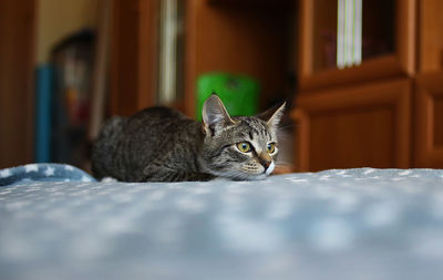 Portrait of cat relaxing on bed at home