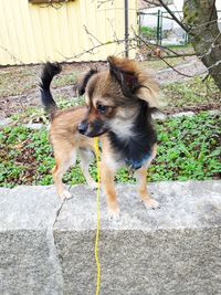 High angle view of dog on tree