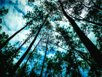 Low angle view of trees in forest against sky