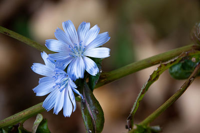 Close-up of purple flowering plant