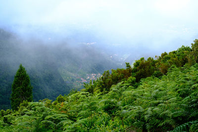 Trees in forest against sky