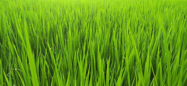 Full frame shot of rice paddy