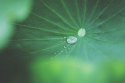 Close-up of water drops on leaf