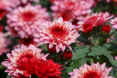 Close-up of pink flowering plants