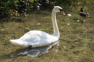 Swan swimming in lake