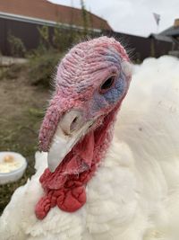 Close-up of a bird