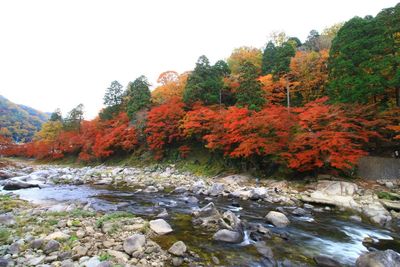 Autumn trees by river against sky