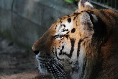 Close-up of a cat in zoo