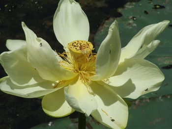 Close-up of white flowers