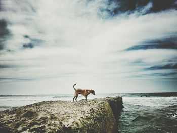 Dog on beach against cloudy sky