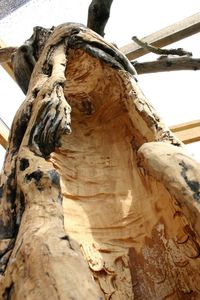 Low angle view of tree trunk