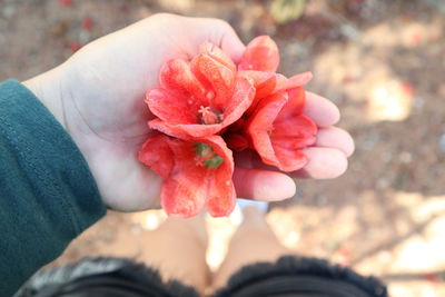 Close-up of hand holding pink rose flower