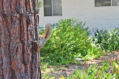 Close-up of lizard on tree trunk in yard