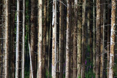 Full frame shot of bamboo trees in forest