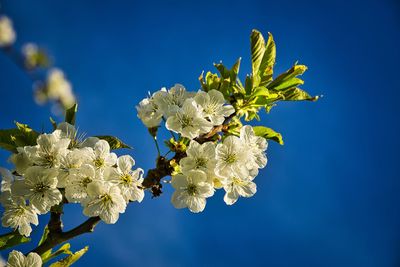 Low angle view of cherry blossoms against blue sky