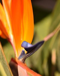 Close-up of insect on flower