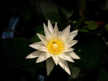 Close-up of white flower