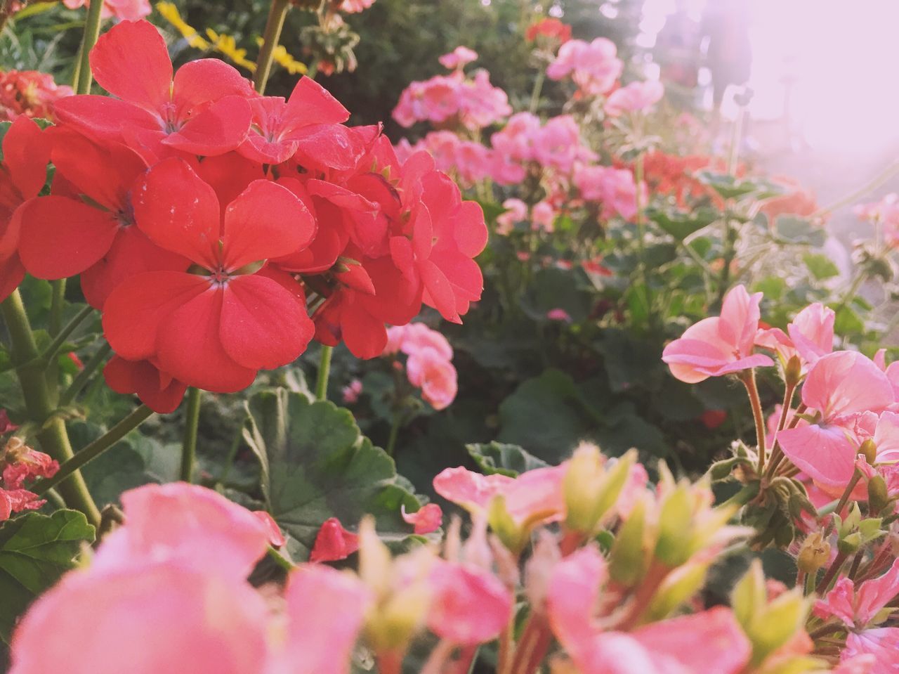 flower, freshness, petal, fragility, growth, beauty in nature, pink color, flower head, blooming, nature, plant, focus on foreground, red, close-up, in bloom, park - man made space, blossom, leaf, day, outdoors