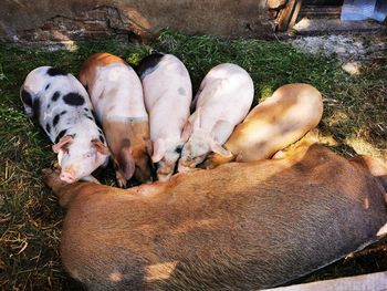 High angle view of pigs on field
