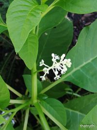 Close-up of green leaves on plant
