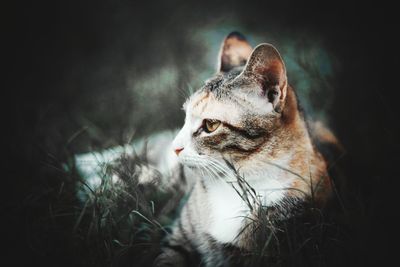 Close-up of a cat looking away