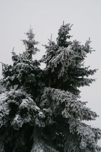 Low angle view of pine tree against sky