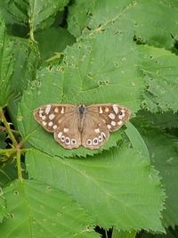 High angle view of butterfly on leaf