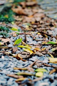 Close-up of fallen maple leaves