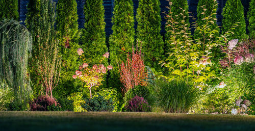 Trees in lake