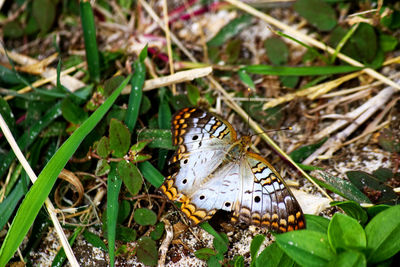 Close-up of butterfly on plant